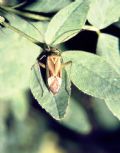 Adelphocoris lineolatus